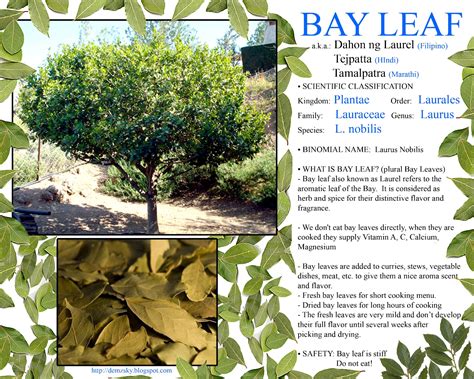 bay leaves in tagalog|LAWREL: Tagalog to English: Dictionary Online.